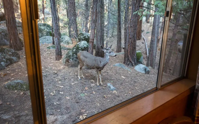 Pine Creek Cabin