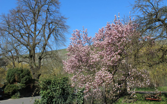 FeWo Freis in Brauneberg