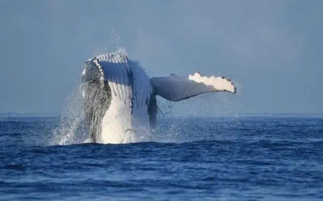 Appartement Duplex Terre Sainte Plage La Rose des Vents