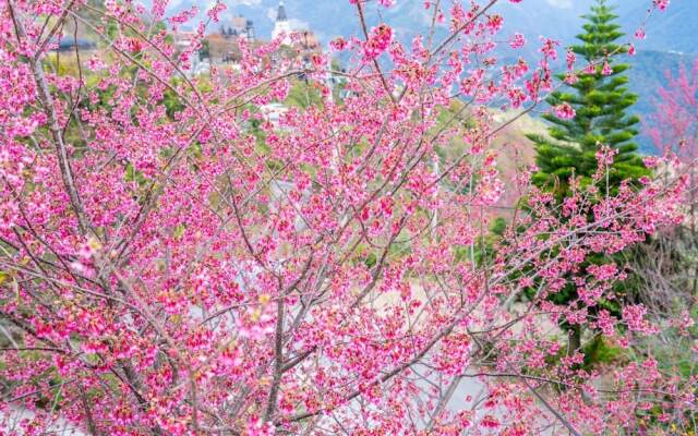Yunnan Homestaty