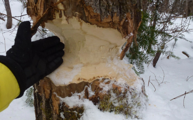 Domaine le Bostonnais