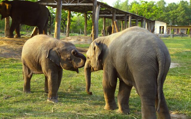 Safari Adventure Lodge