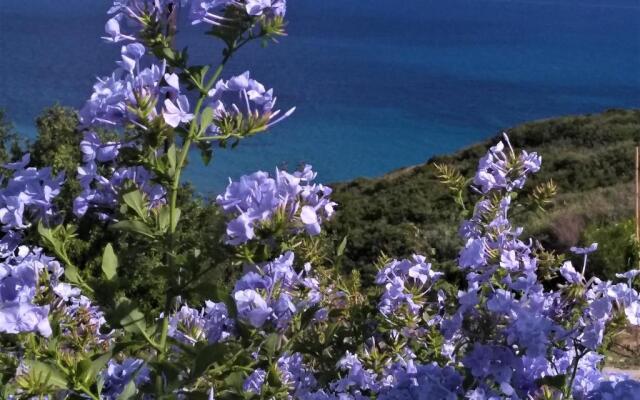 Kaminia Blu
