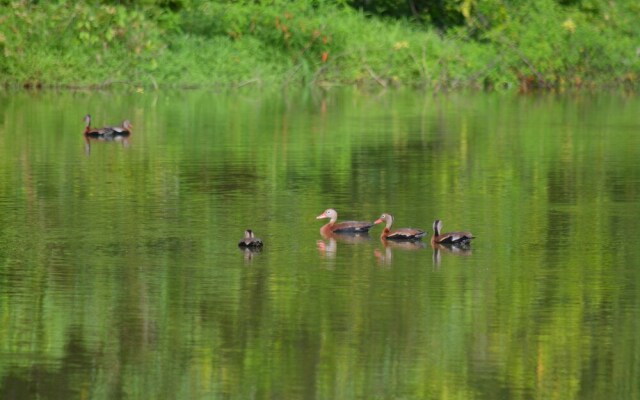 Albergue La Laguna Corcovado Park