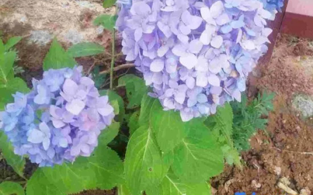 Hangzhou Linan Old Maple Tree Valley-view Hostel