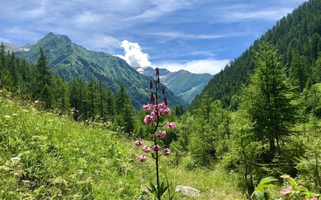Chalet Rosa dei Monti
