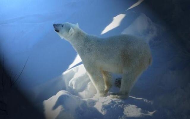 Lapland Igloo