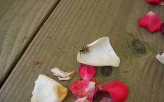 Rives Nature Campsite