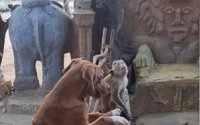 Humbhaha Jungle Nature Eco Resort