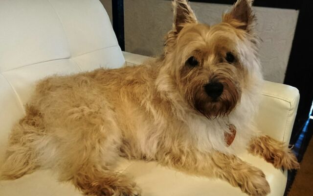 Petit Hotel Paddington House