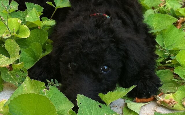 Wild Rose Manor Bed and Breakfast