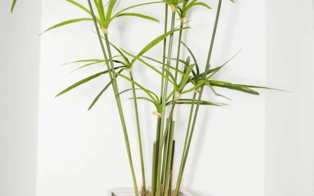 Tenuta Cardinale ENOB&B