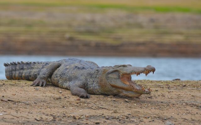 Explorer by Eco Team- Gal Oya National Park
