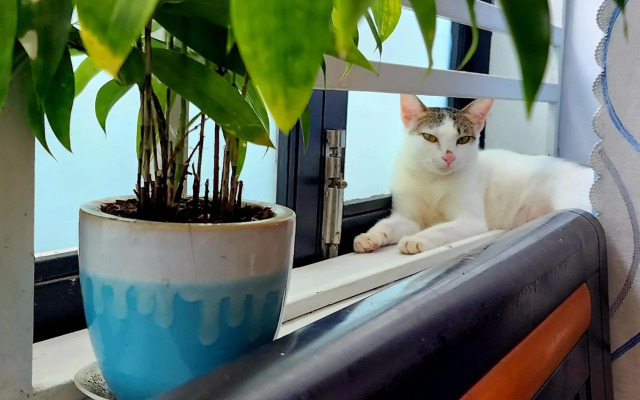 Sena home 3rd-Overlooking Danang Dragon bridge-Han river