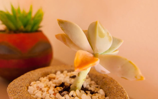 Babette Bed and Breakfast