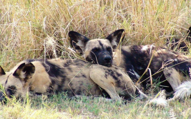 Island Safari Lodge
