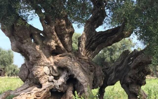 L'Ulivo Bed and Breakfast