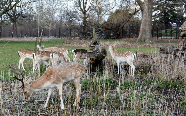 TopHome Stoke Newington