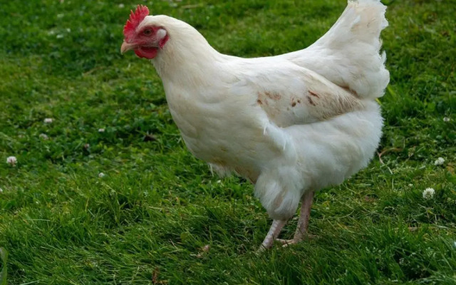 Demelza Cottage Apartment