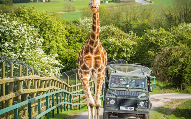 Port Lympne Reserve - Port Lympne Hotel
