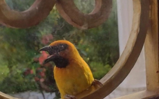 Real Owl Guest House