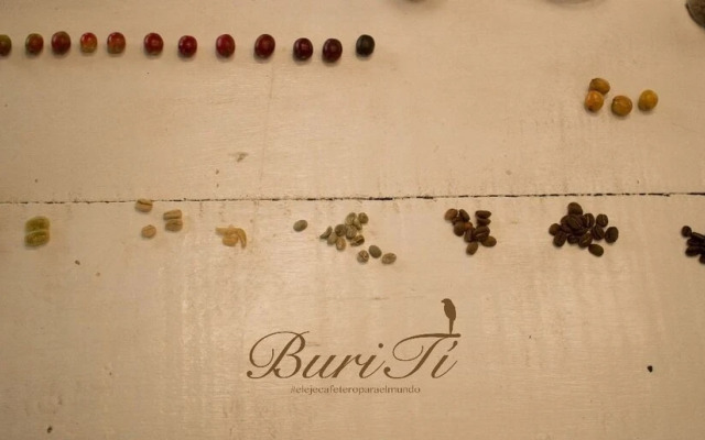 Buriti EcoH