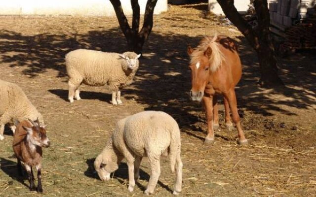 Quinta De Santa Maria D Arruda - Hotel Rural