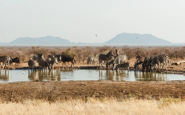 Last Word Madikwe