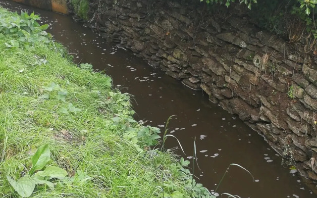 Blue Mackerel - Adults Only