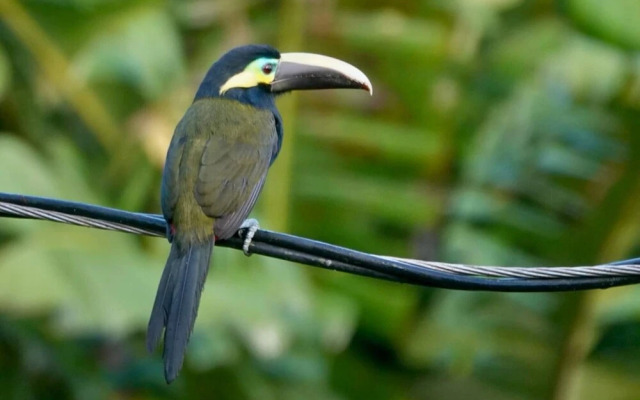 Pura Vidaville - Hiker's Hideaway