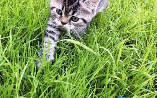 Pu Mao Harajuku (South Gate of Dali Ancient Town)