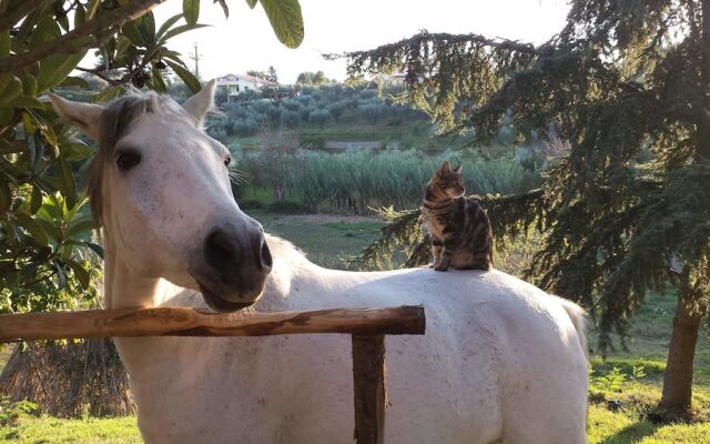 Il Casale Alle Farine