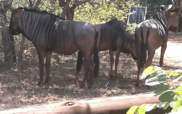 Oasis in the Wild @Marloth