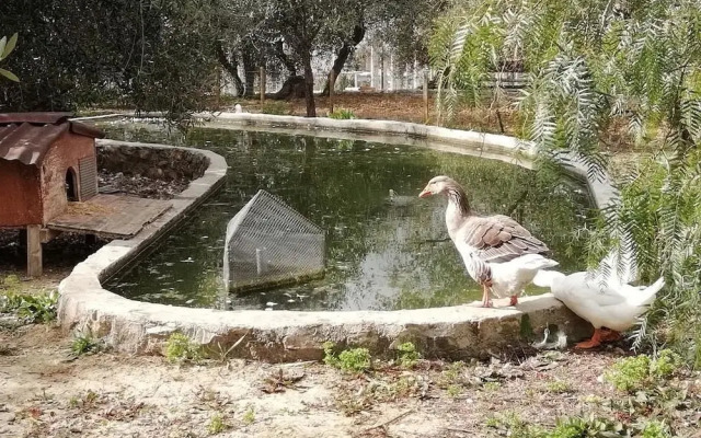 Agriturismo il Grande Ulivo