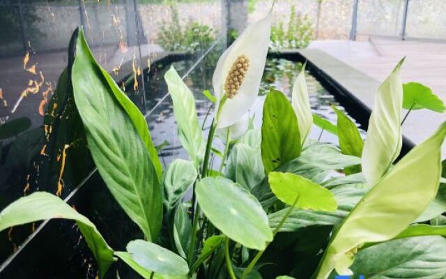 Anjing Old Tree Courtyard (Emeishan Scenic Area)