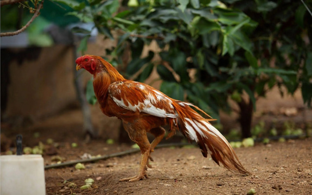 Harvest Fresh Farms