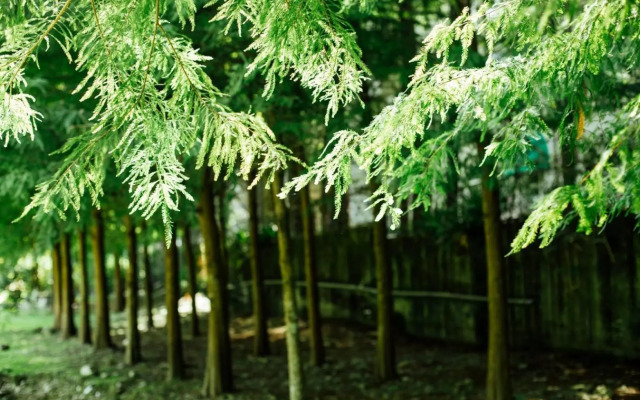 Immanuel Forest Homestay