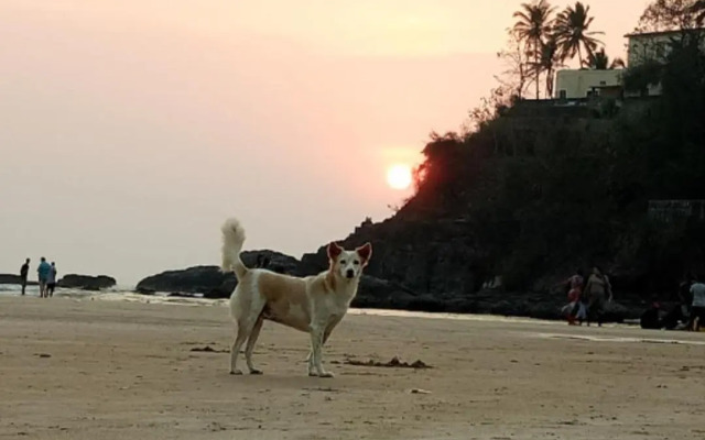 Arambol Hospitality Red Rock