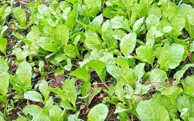 Zhexi Tianchi Xishui Homestay