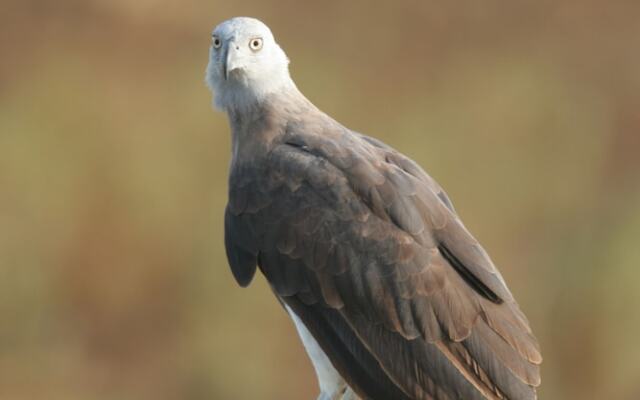 Wild Trails Yala Tented Safari Camp By Yoho