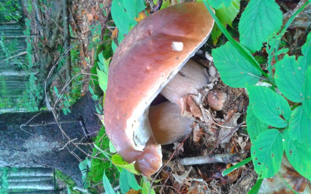 Садиба "Три Царі"