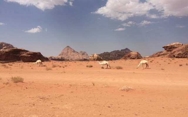 Wild Wadi Rum