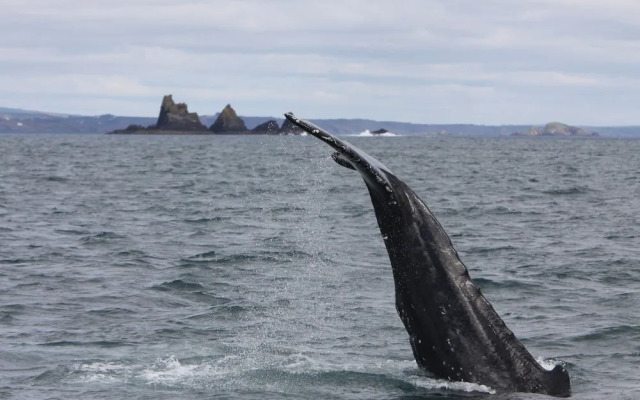 Wavecrest Holiday Cottage