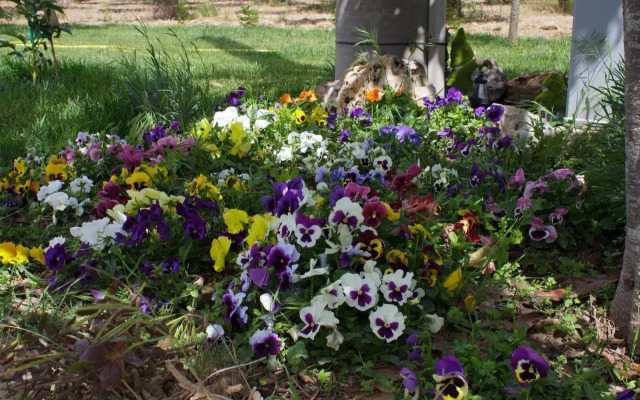 Trullo del Cavaliere