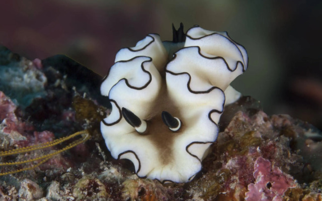The Reef Dive Resort