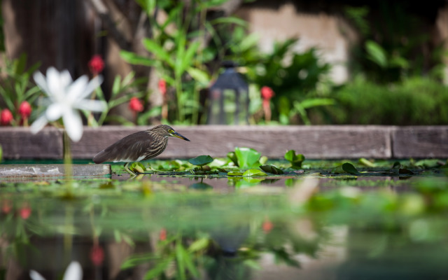 Sheraton Hua Hin Pranburi Villas