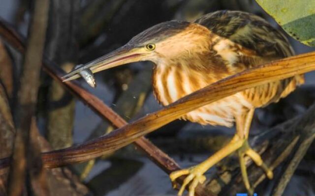 Pu zhe hei he mu Xiao Zhu min su
