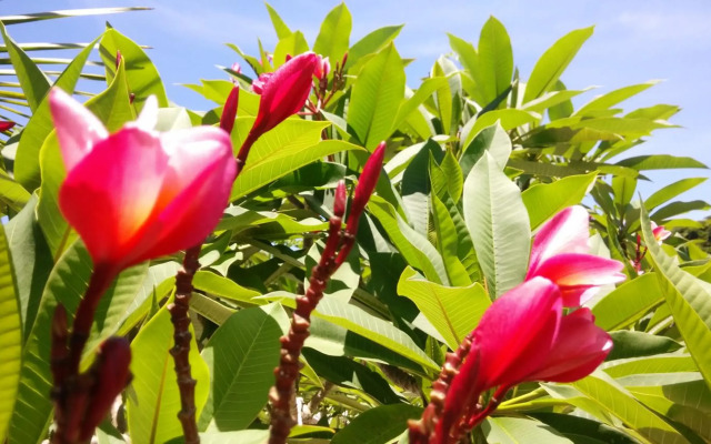 Villa Kalachuchi B&B