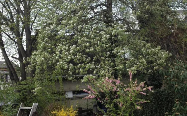 Antik - Pension Birnbom