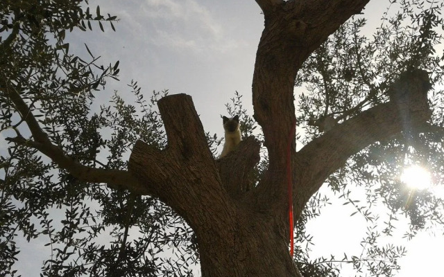 Il Cottage Bed & BreakFast